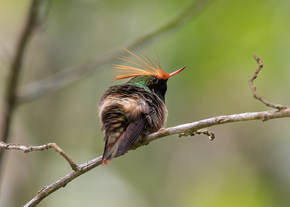 Rufous-crested Coquette - ML620136881