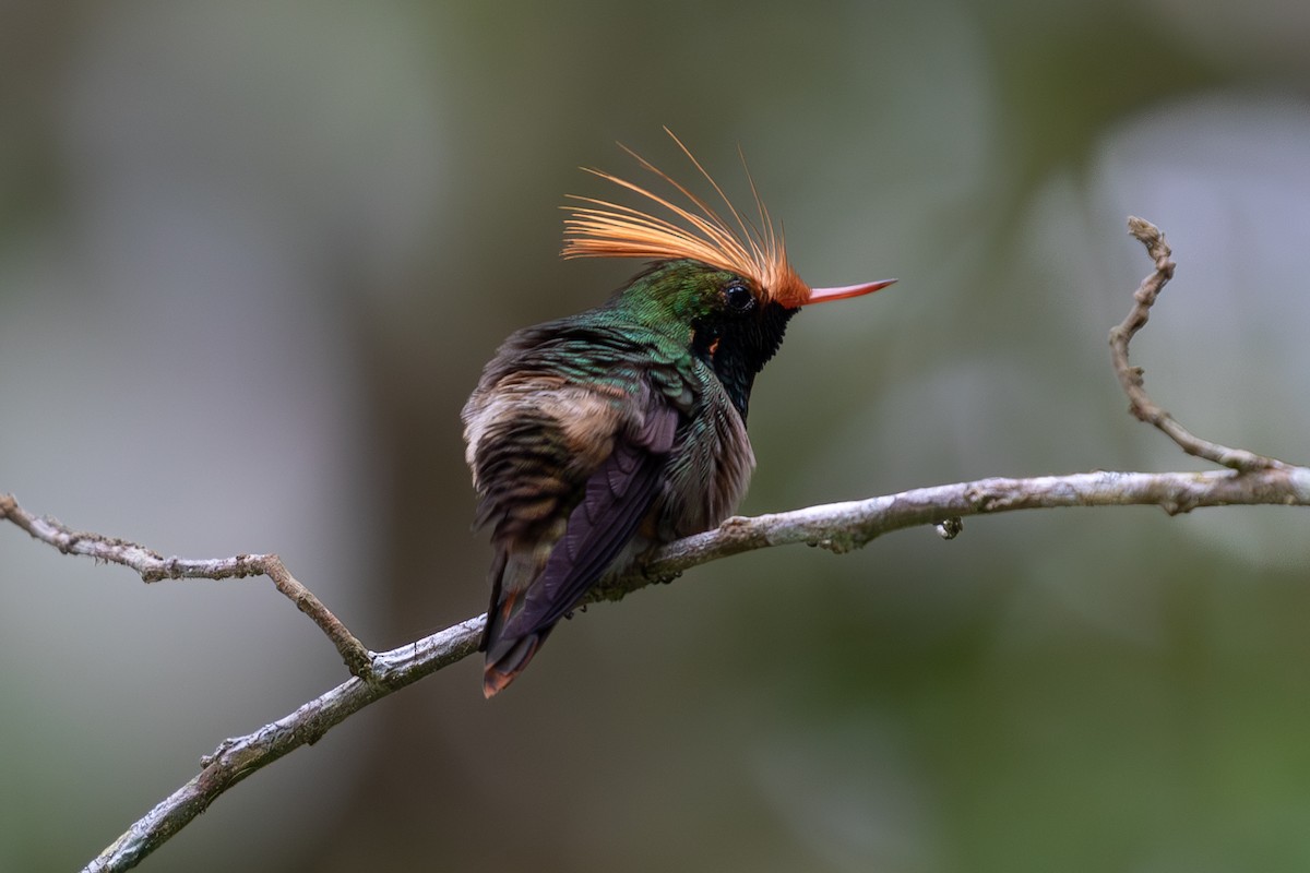 Rufous-crested Coquette - ML620136882