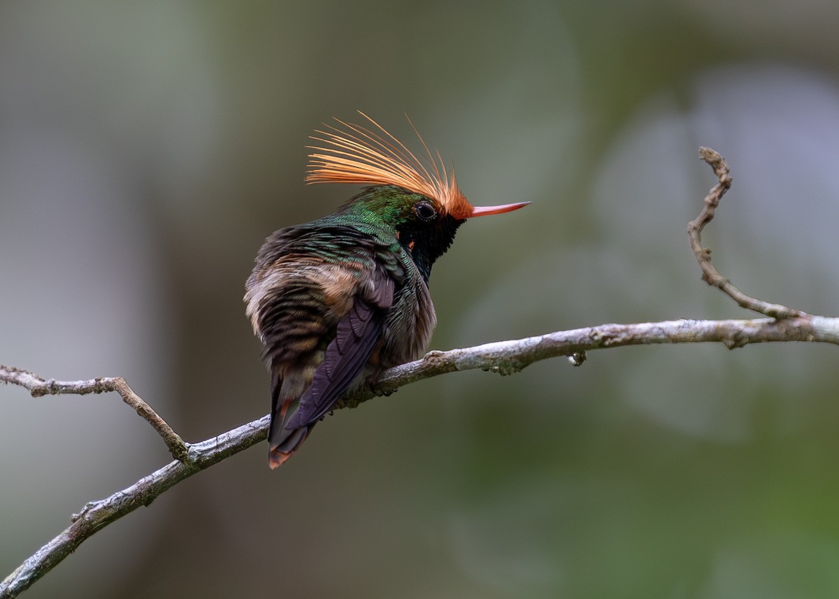 Rufous-crested Coquette - ML620136883