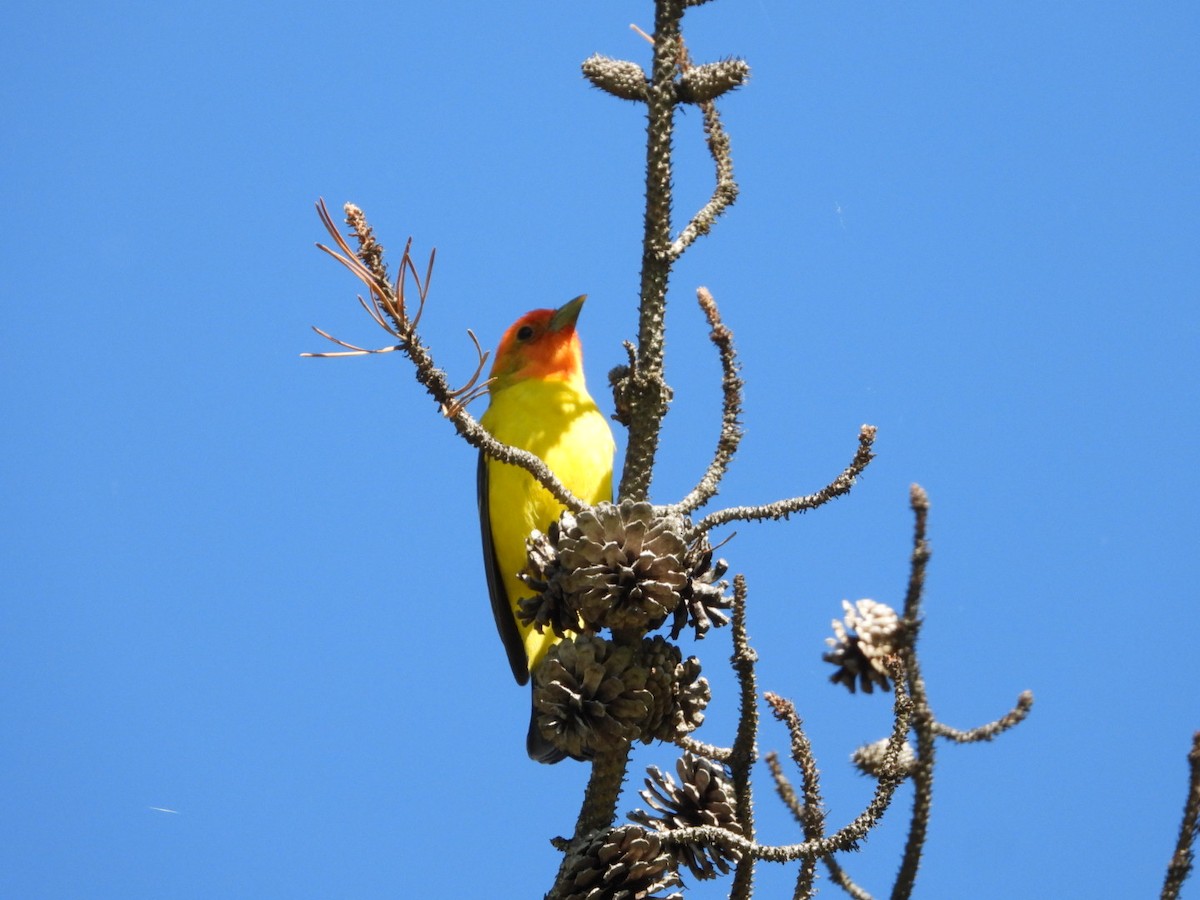 Western Tanager - ML620136889