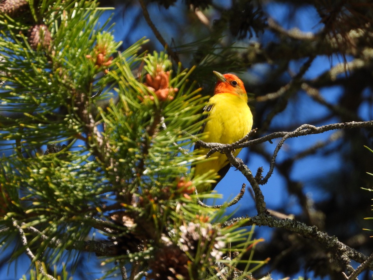 Western Tanager - ML620136890