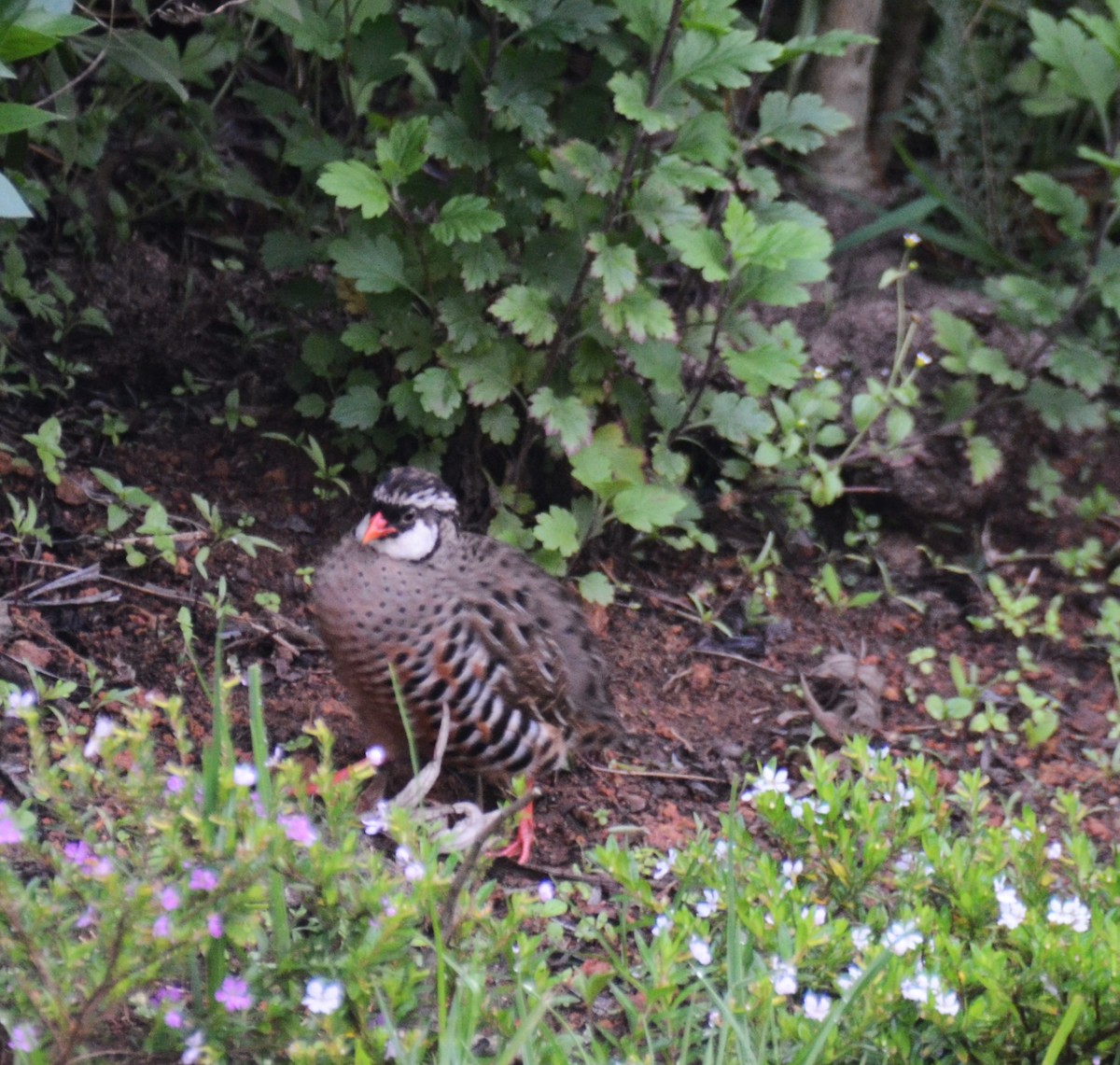 Painted Bush-Quail - ML620136896