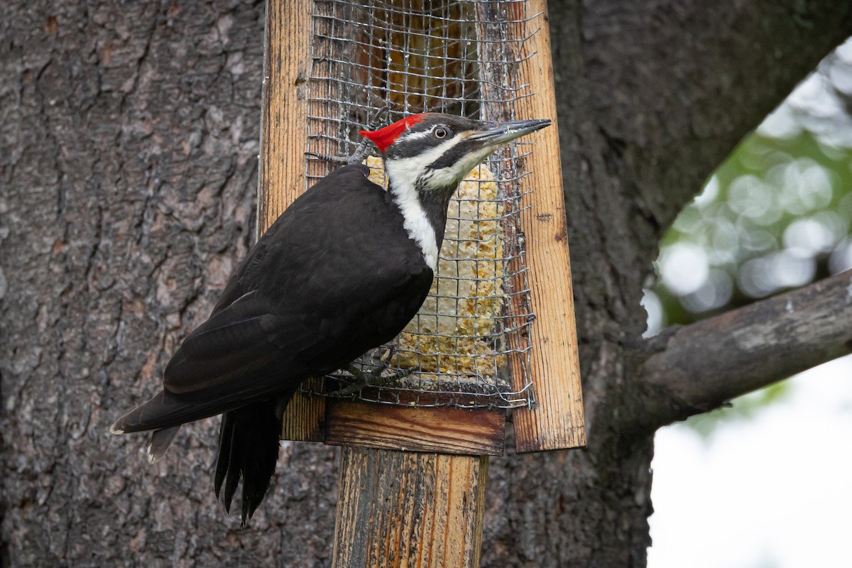 Pileated Woodpecker - ML620136903