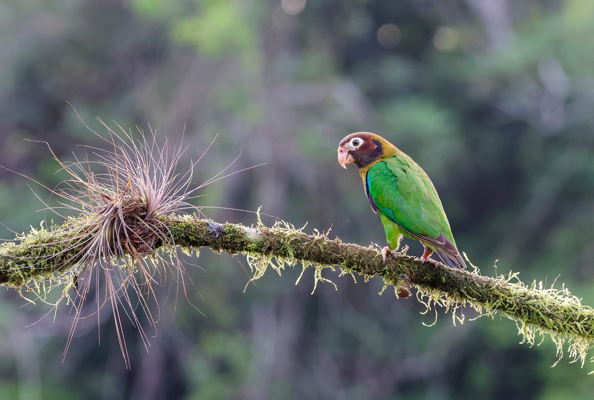 Brown-hooded Parrot - ML620136917