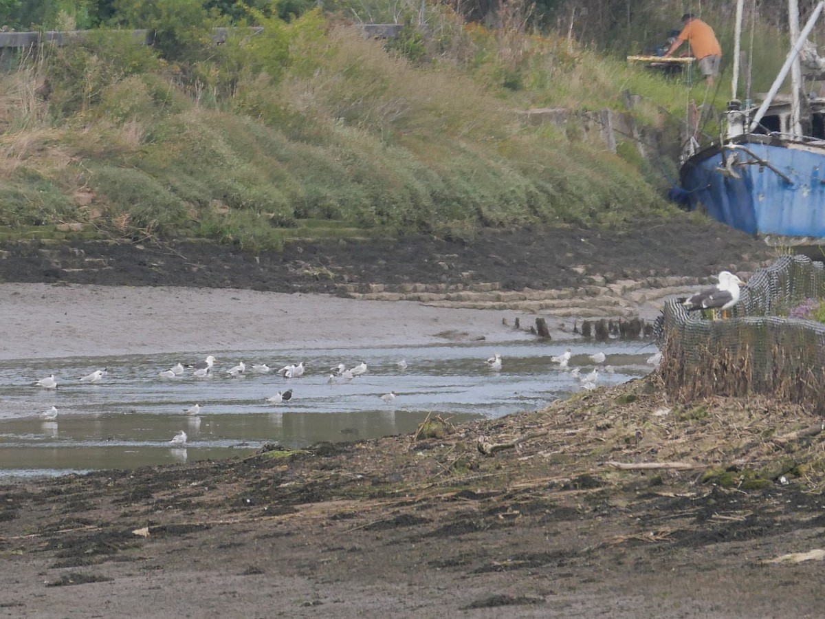 Lesser Black-backed Gull - Tom Carley