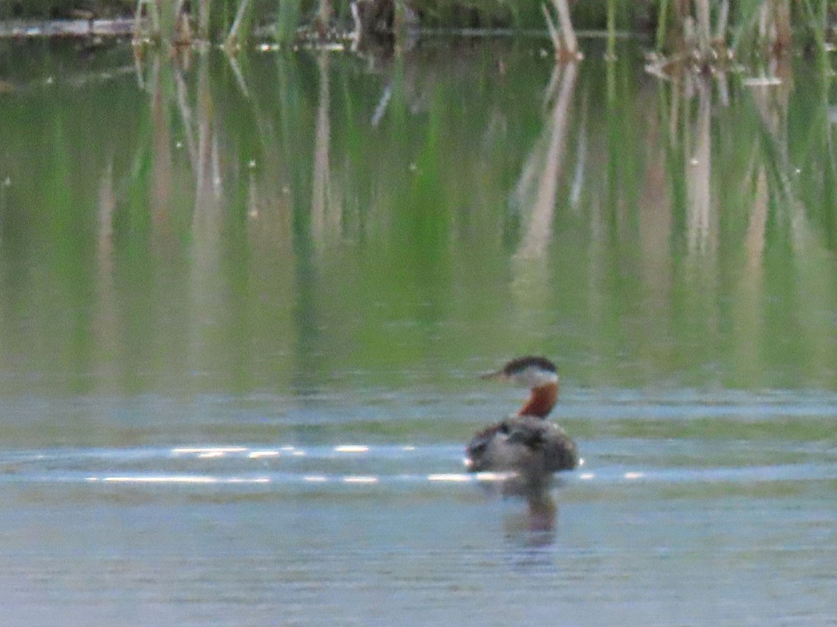 Red-necked Grebe - ML620136936