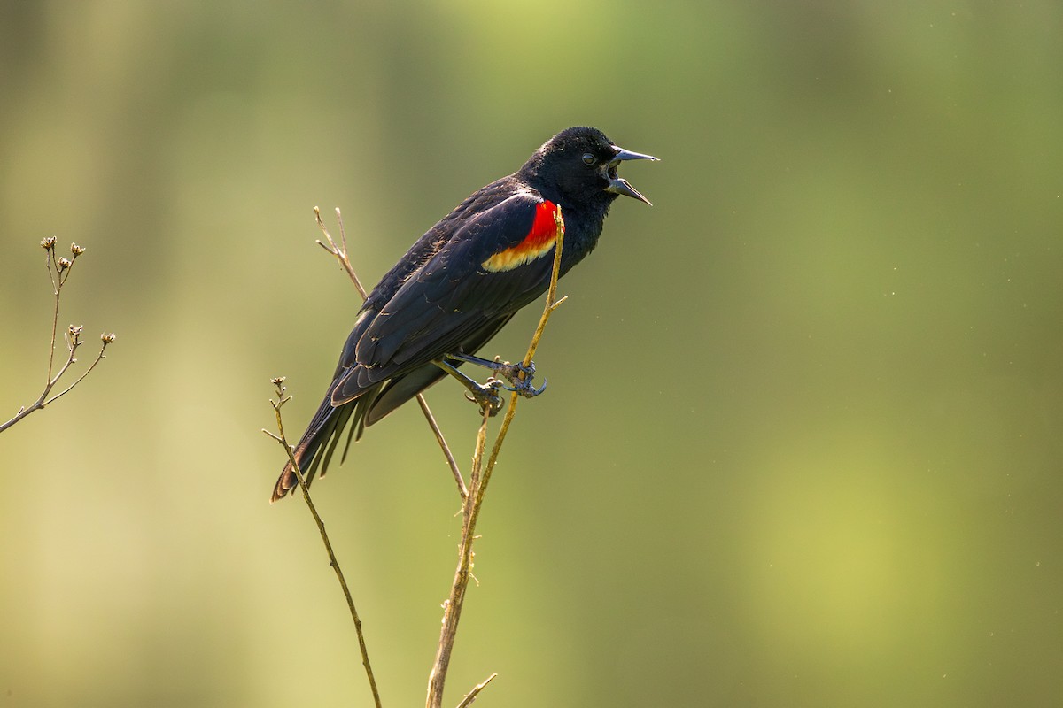 Red-winged Blackbird - ML620136940
