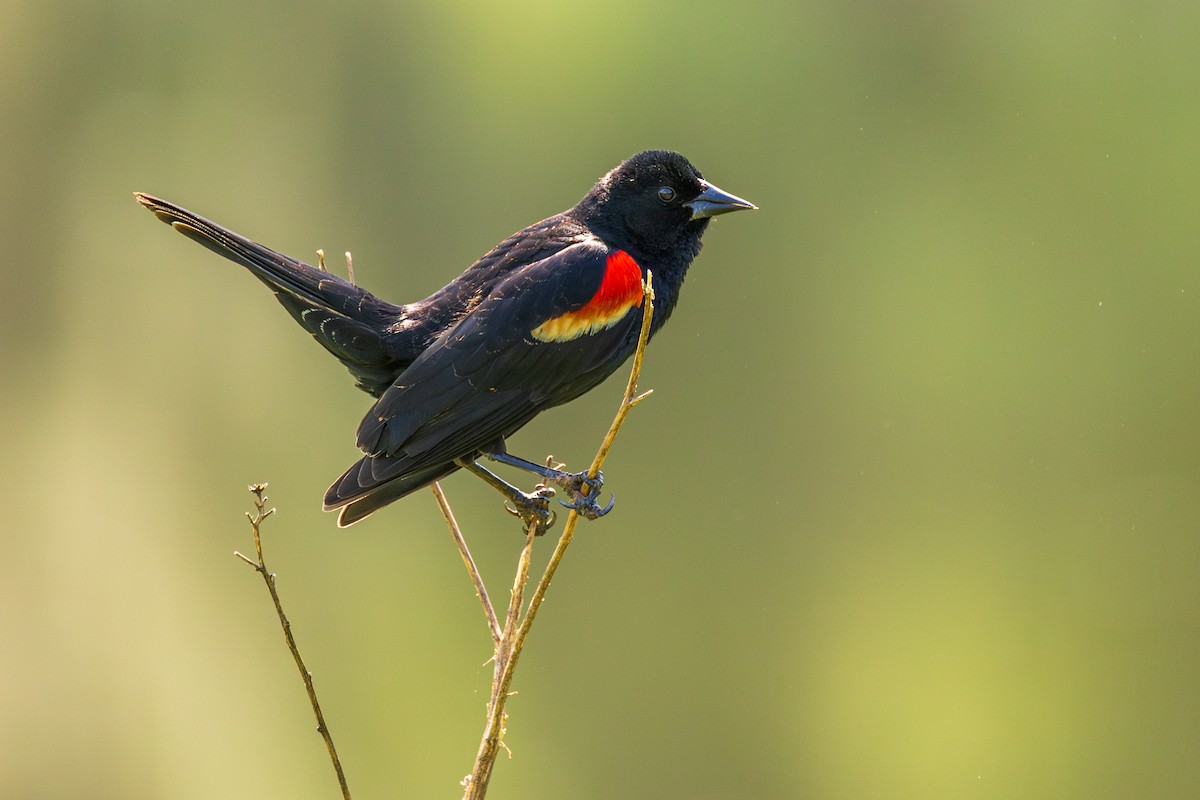 Red-winged Blackbird - ML620136941