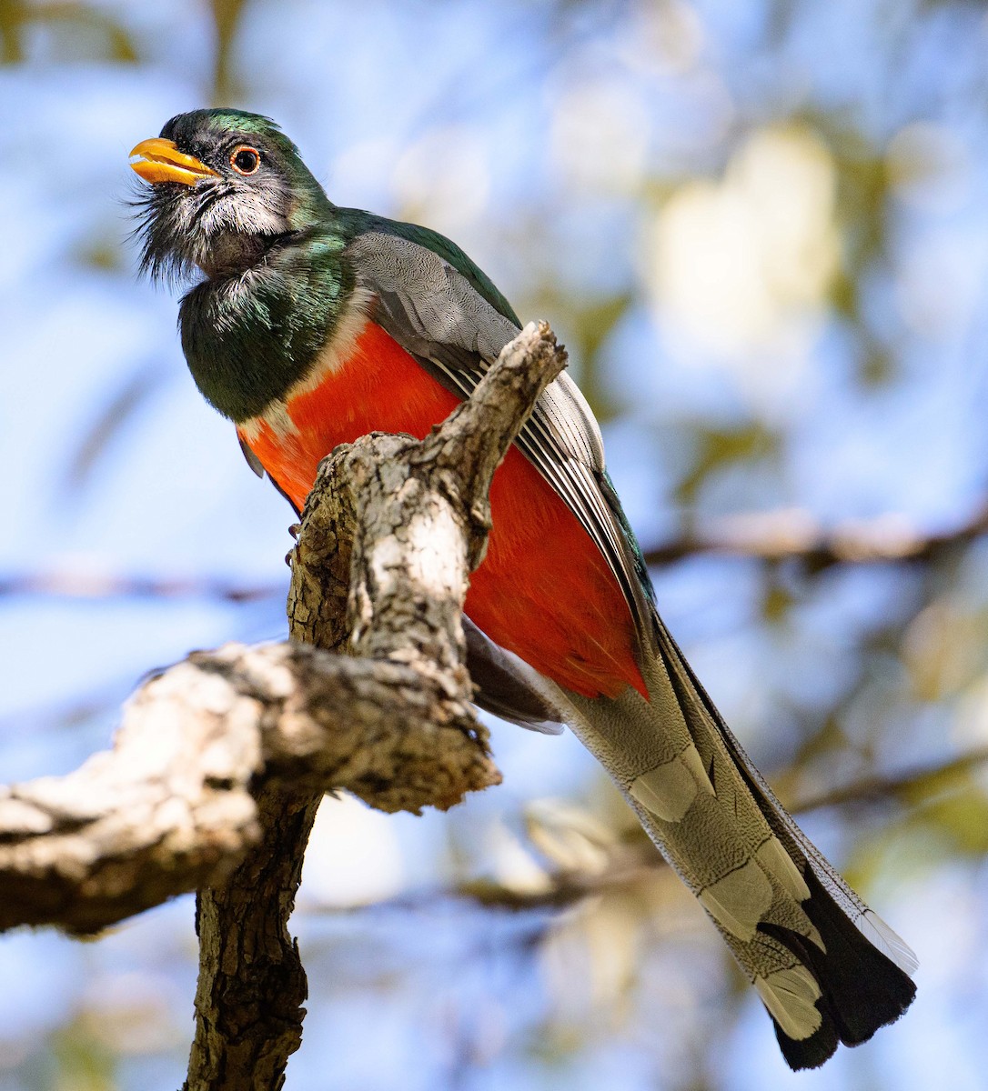 Trogon élégant - ML620136951