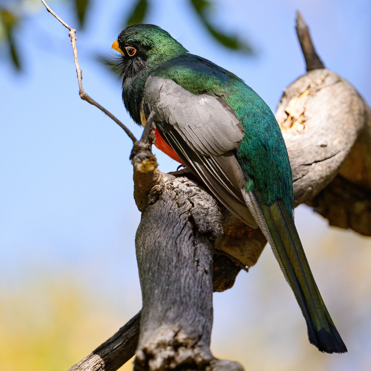 trogon krásný - ML620136956