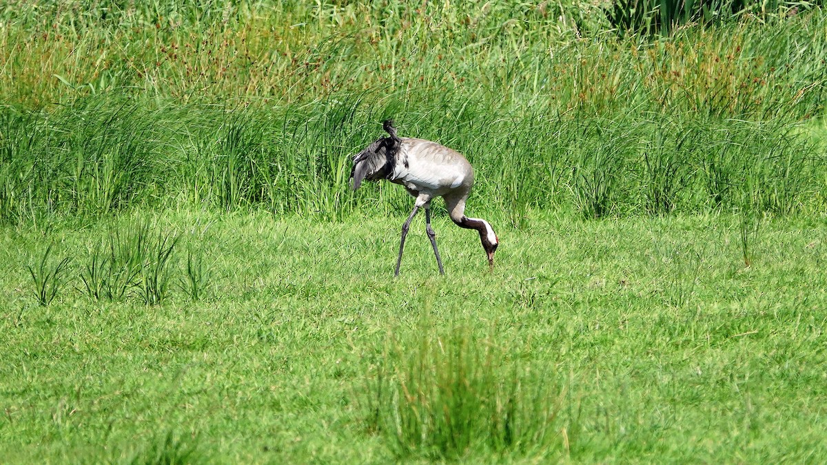 Common Crane - ML620136957