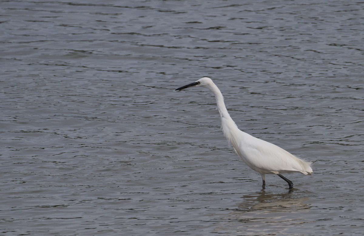 Little Egret - ML620136962