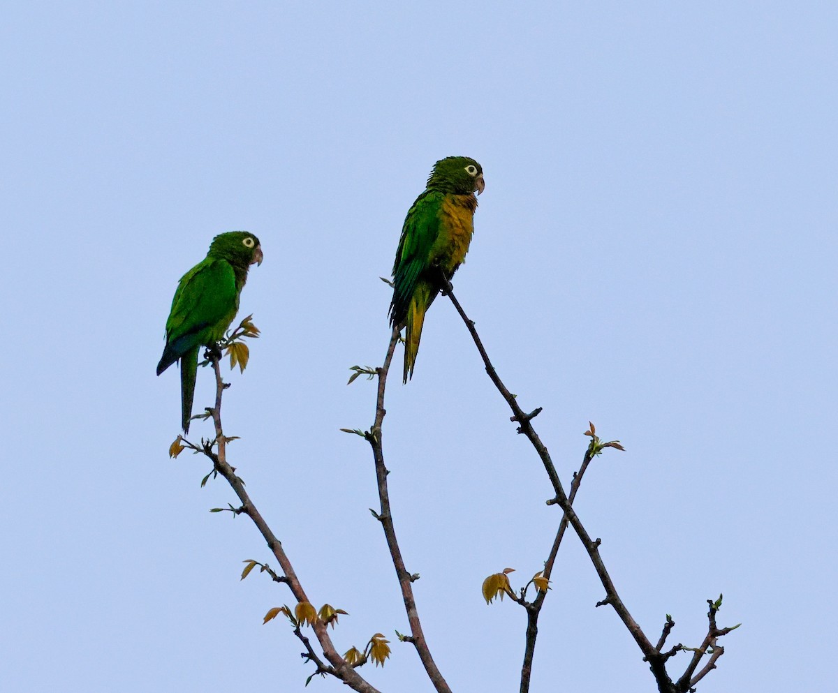 Aratinga Jamaicana - ML620136971