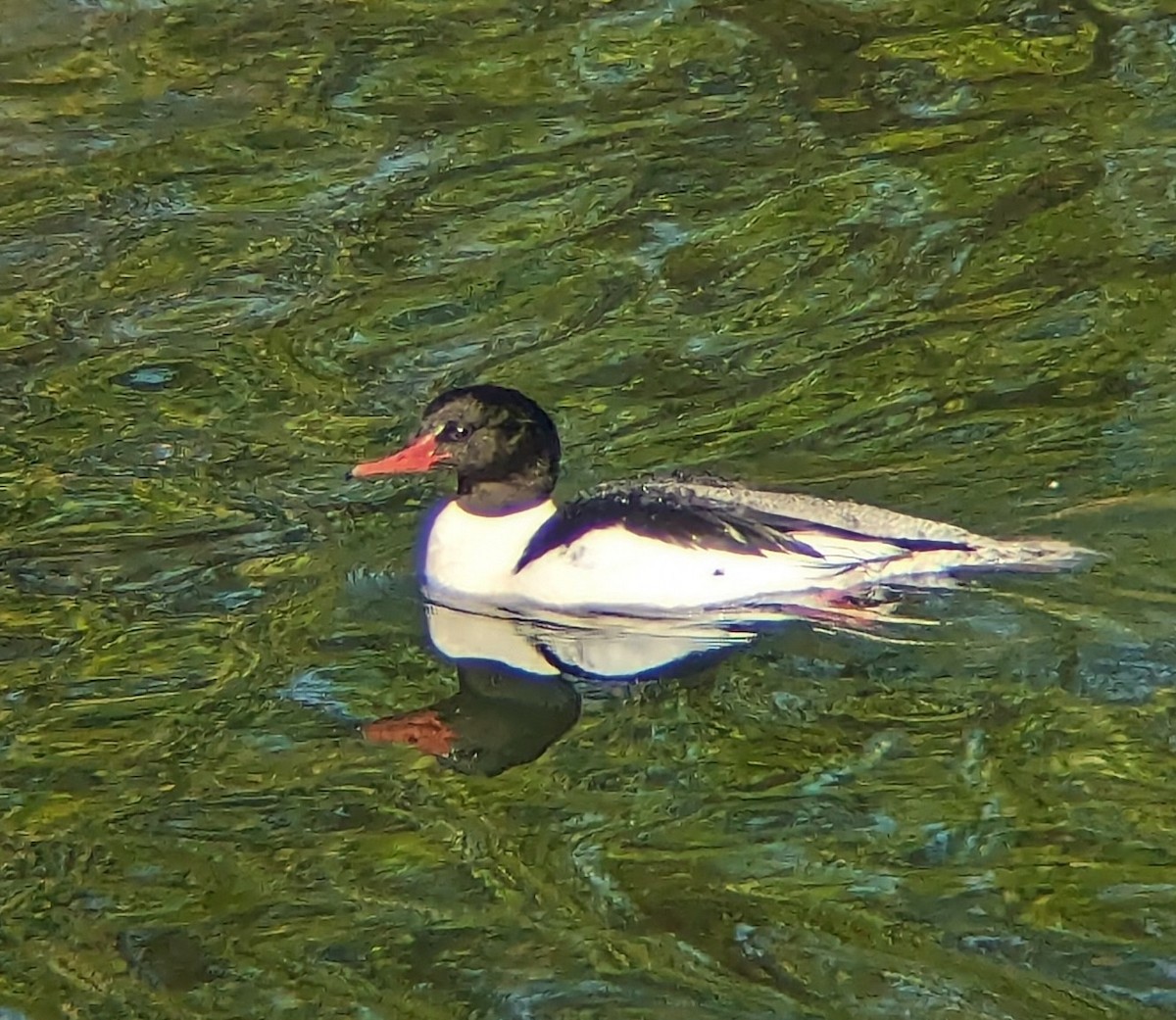 Common Merganser - ML620136973