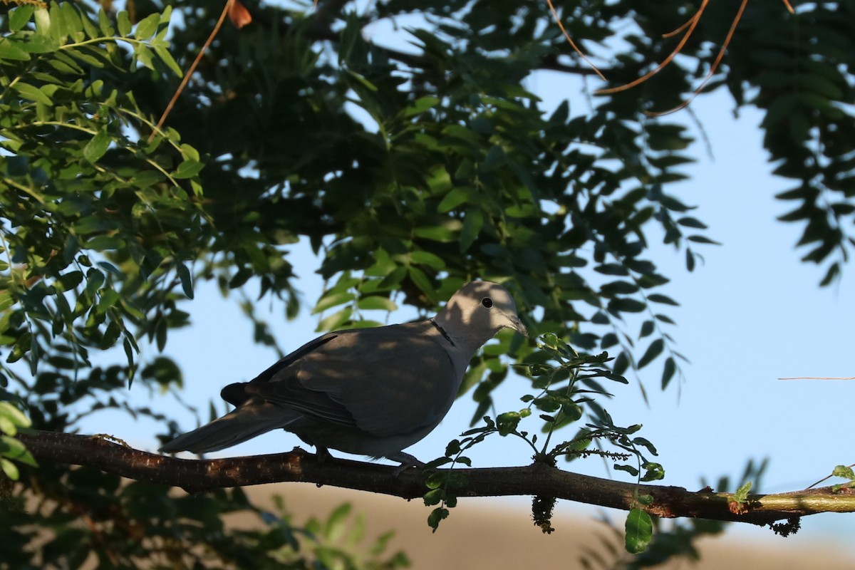 Eurasian Collared-Dove - ML620136975