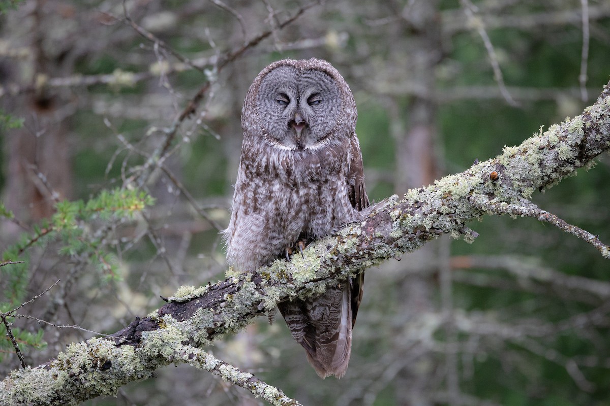 Great Gray Owl - ML620136991