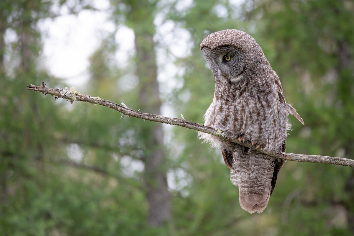 Great Gray Owl - ML620136992