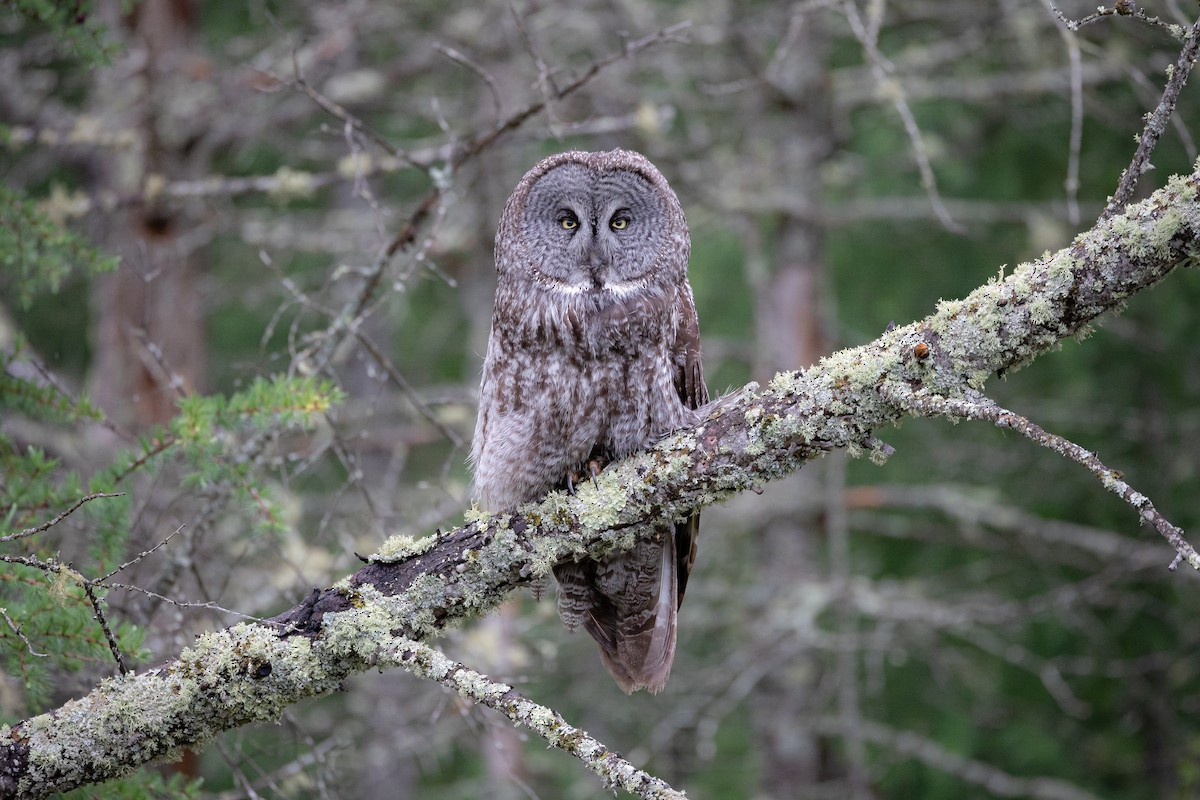 Great Gray Owl - ML620136995