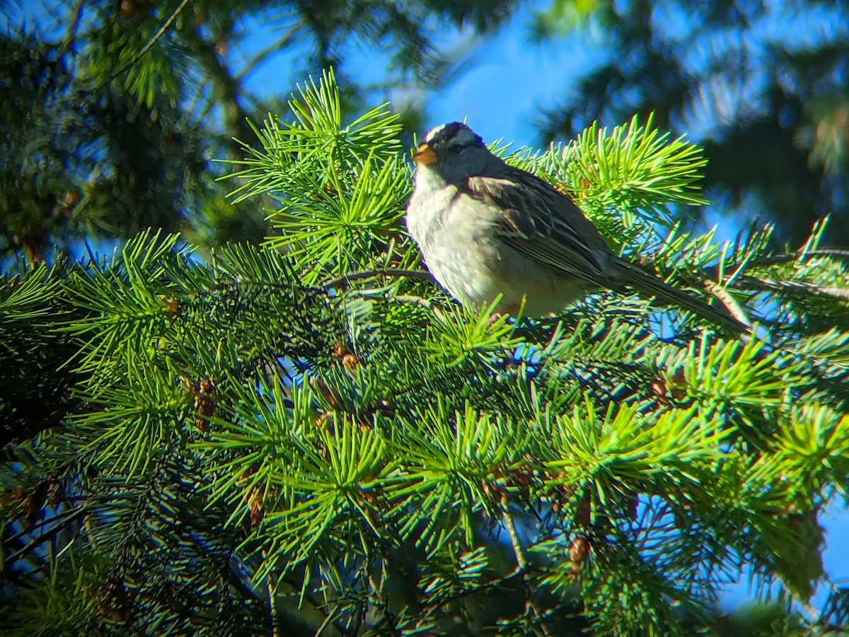 White-crowned Sparrow - ML620136998
