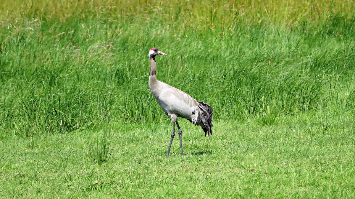 Common Crane - ML620137004