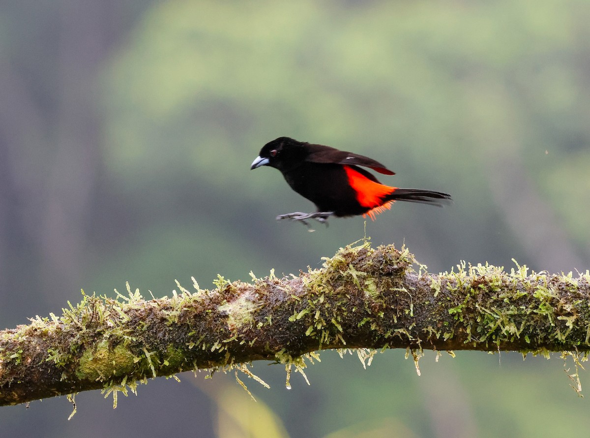 Scarlet-rumped Tanager - ML620137006