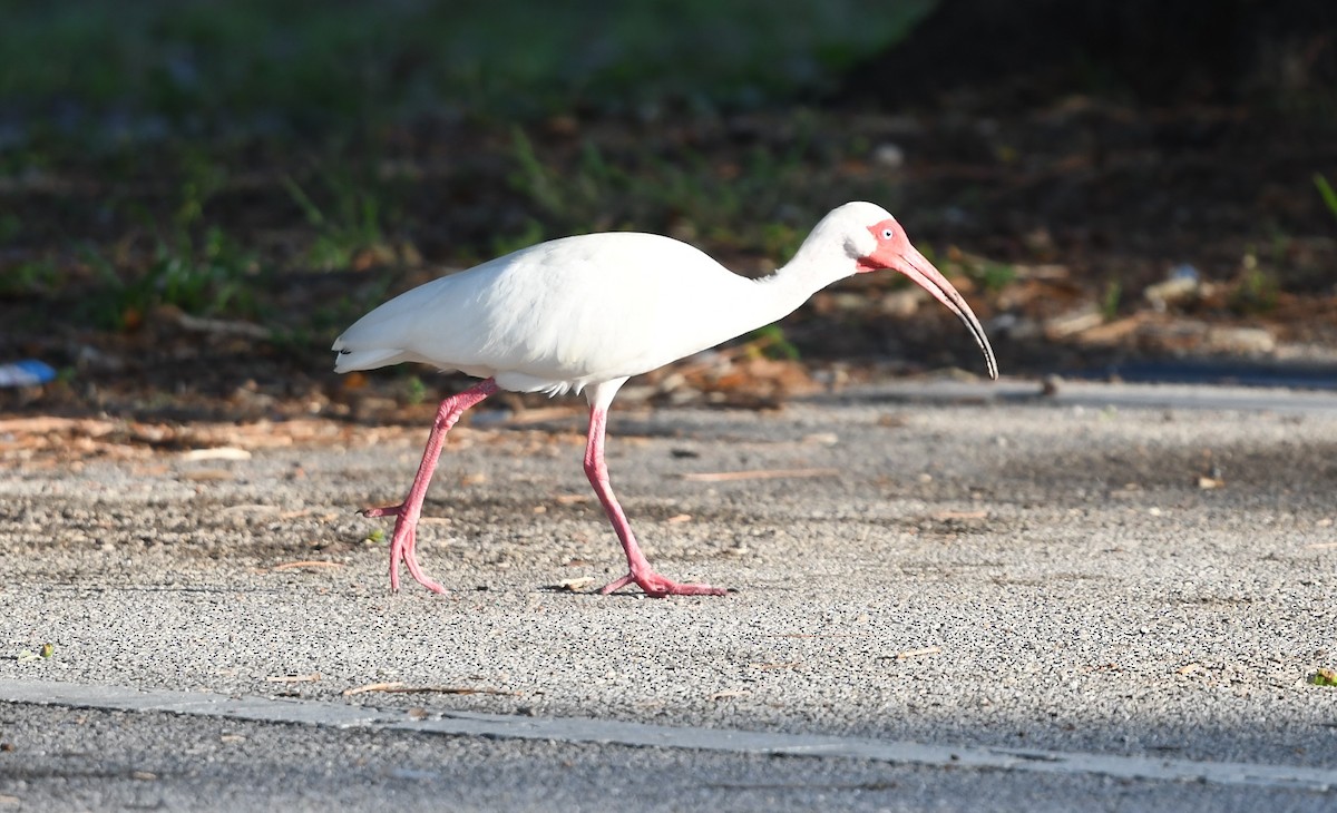 ibis bílý - ML620137018