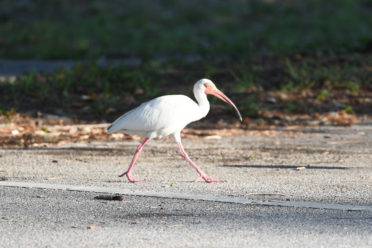 White Ibis - ML620137031