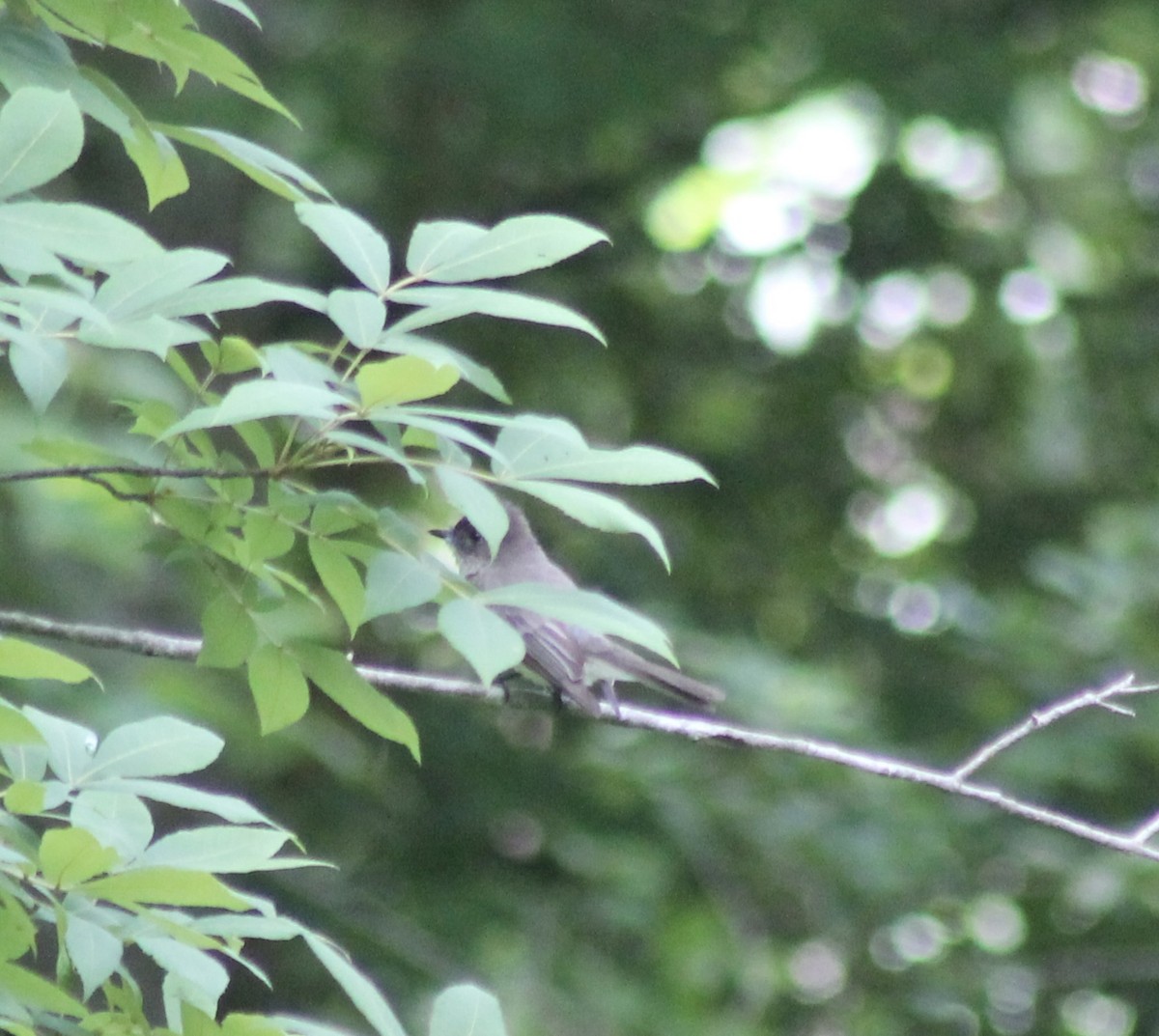 Eastern Wood-Pewee - ML620137032