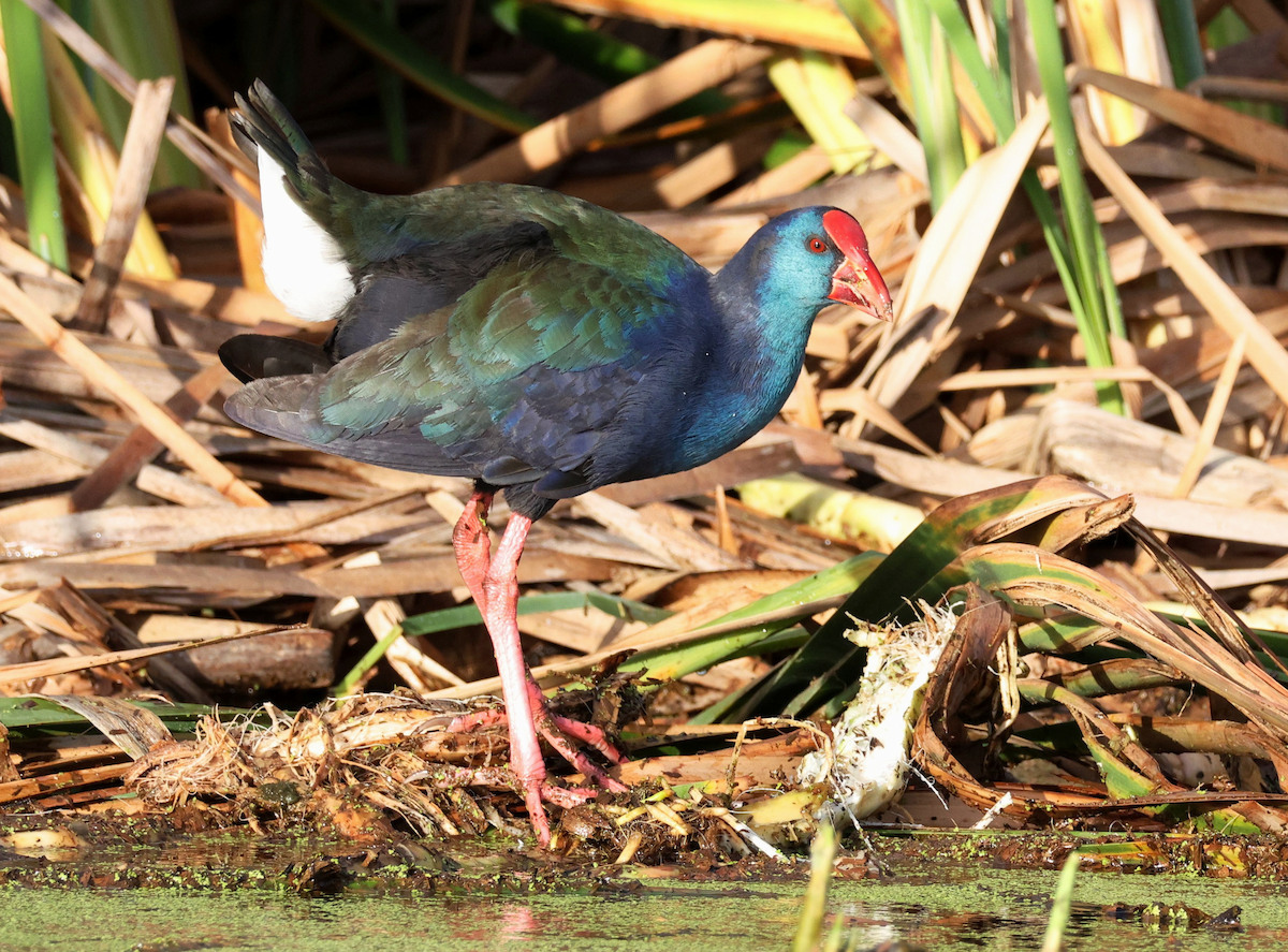 African Swamphen - ML620137035