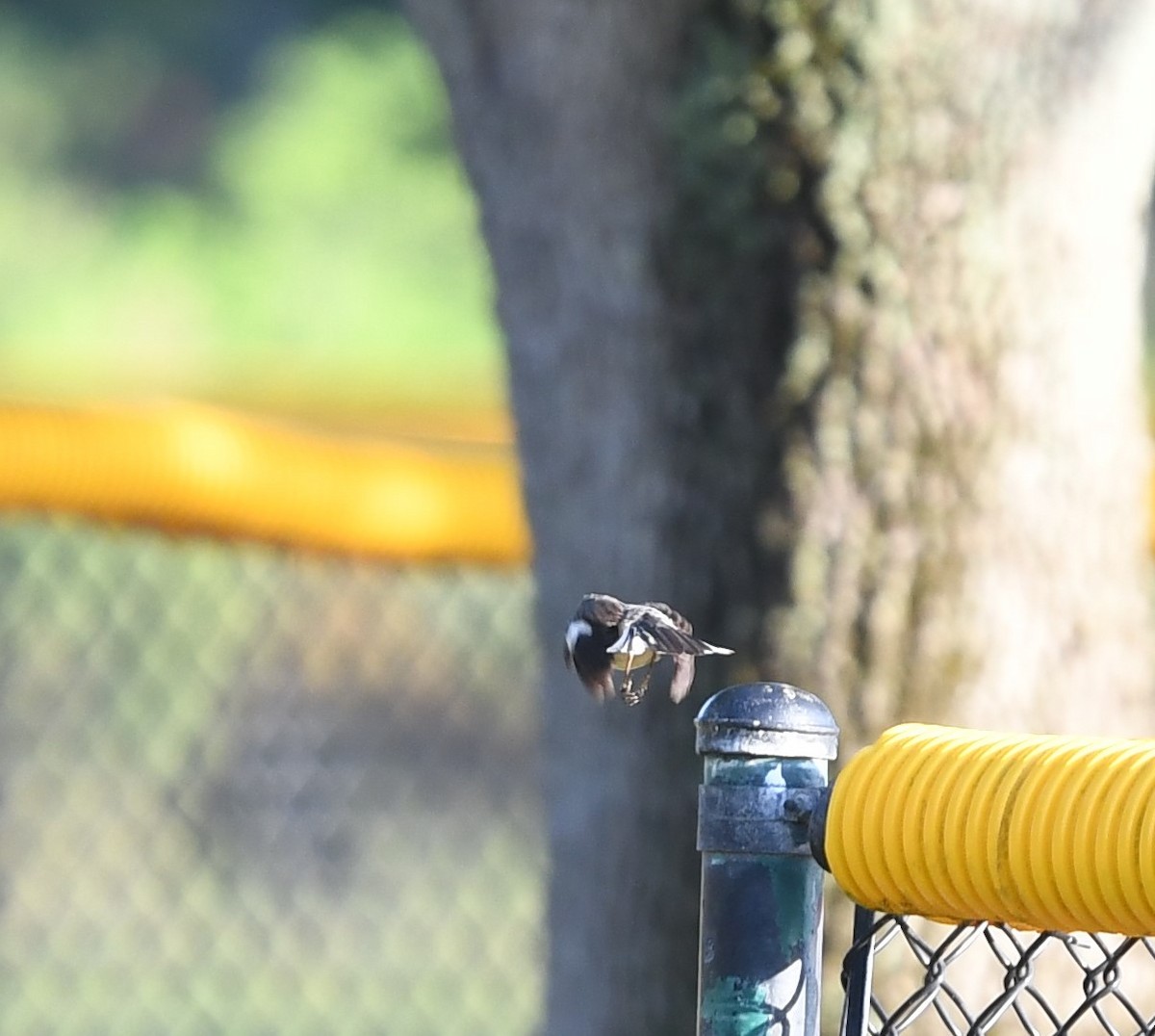 Northern Mockingbird - ML620137049