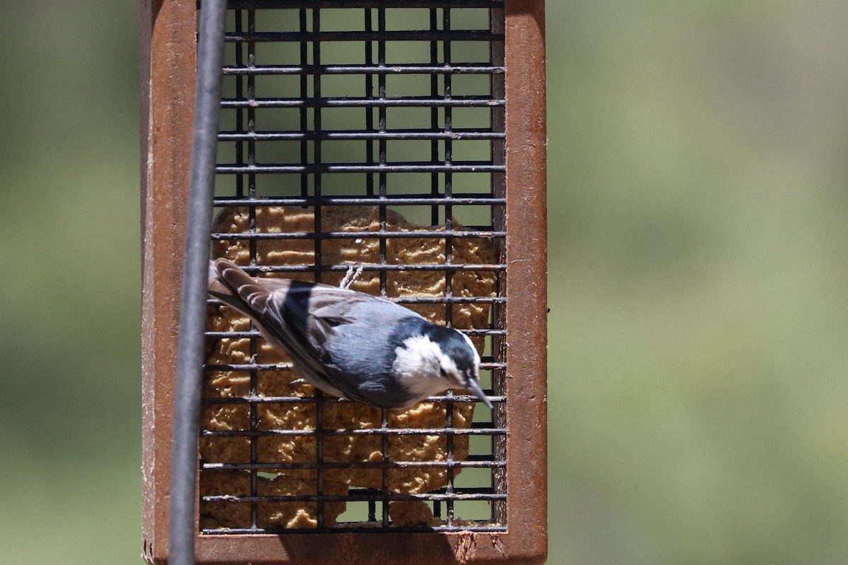 White-breasted Nuthatch - ML620137058