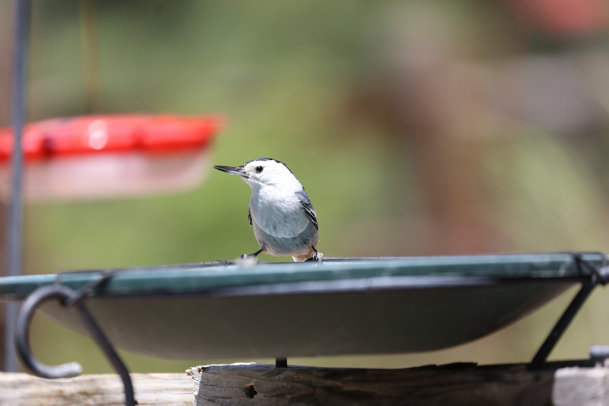 White-breasted Nuthatch - ML620137060