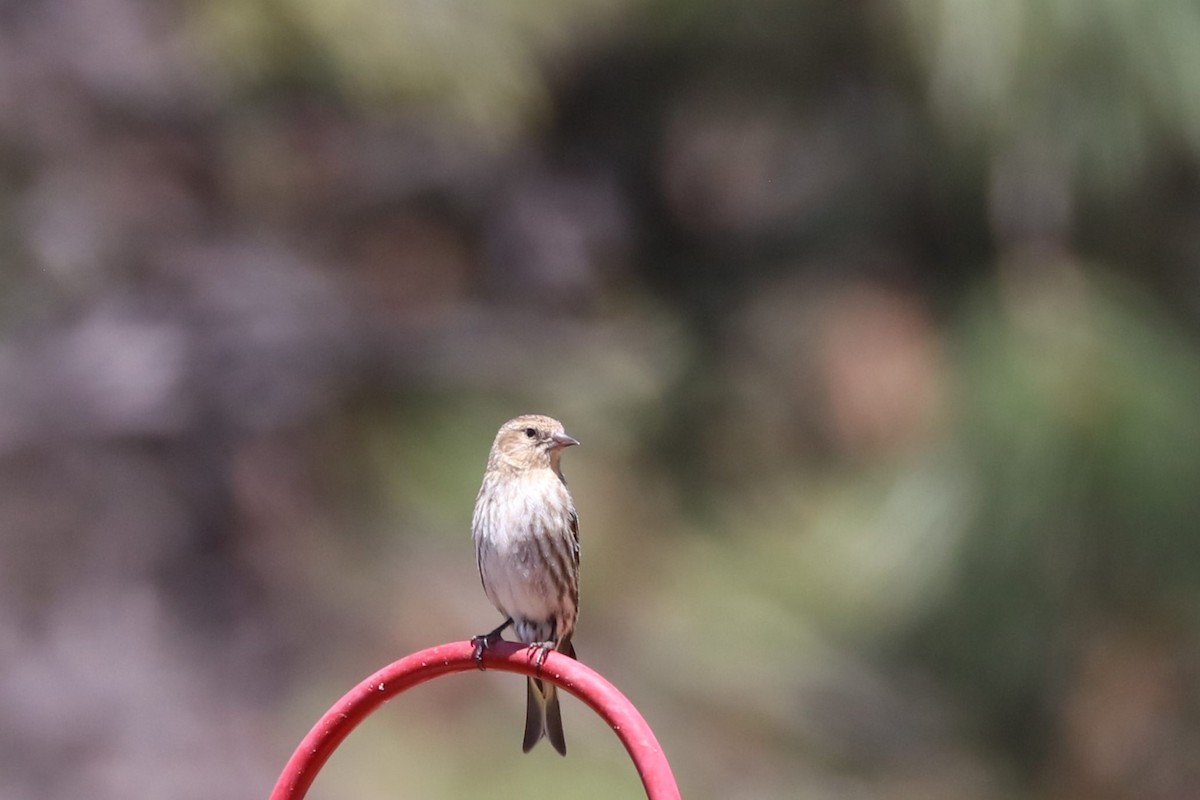 House Finch - ML620137069