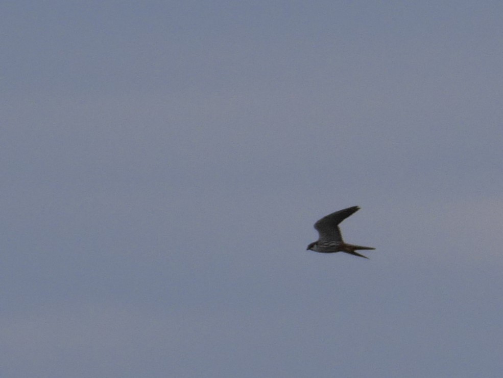 Eurasian Hobby - ML620137072