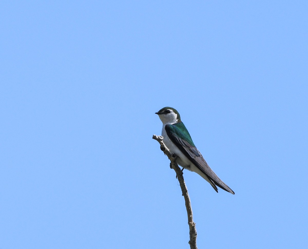 Violet-green Swallow - ML620137074