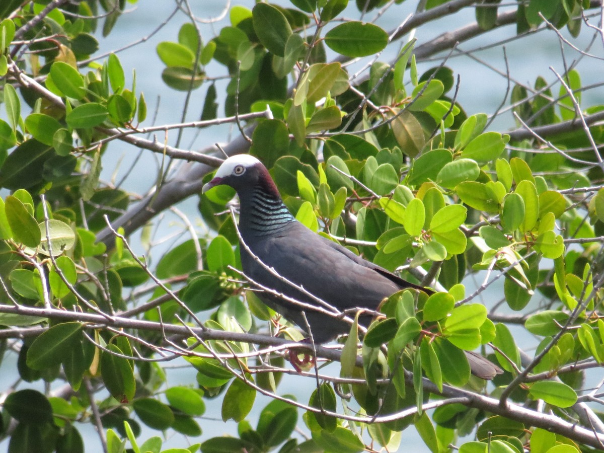 White-crowned Pigeon - ML620137081