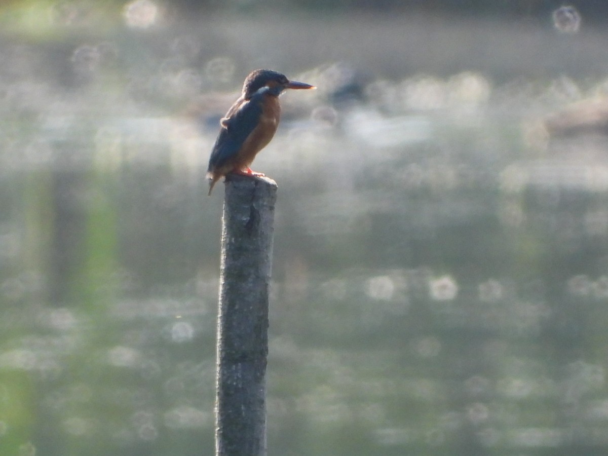 Common Kingfisher - ML620137083