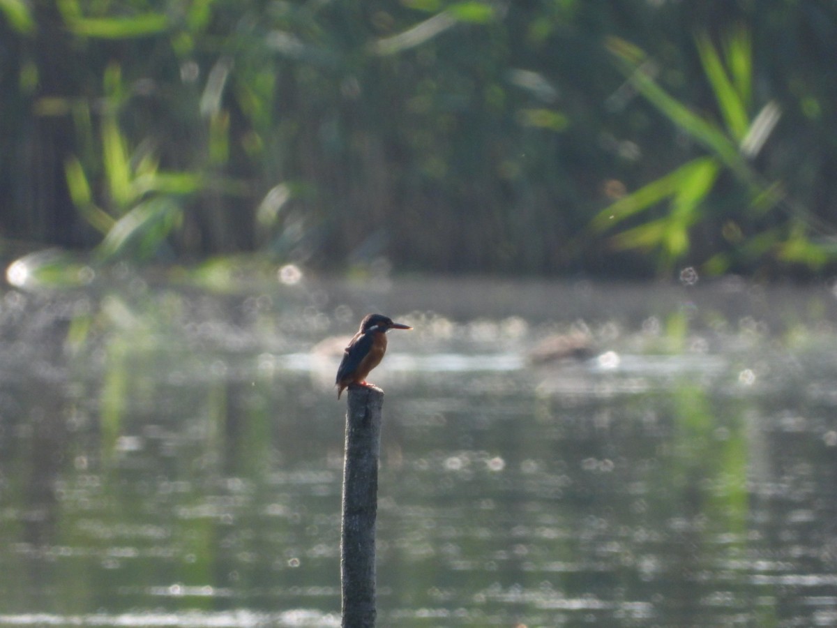 Common Kingfisher - ML620137084