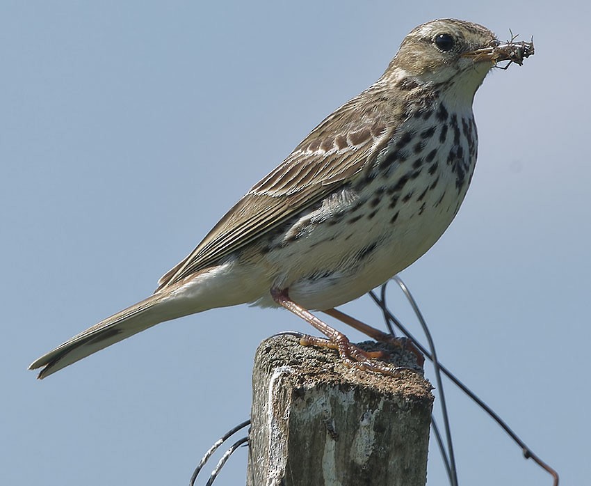 Meadow Pipit - ML620137088
