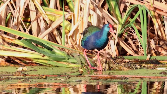 African Swamphen - ML620137093