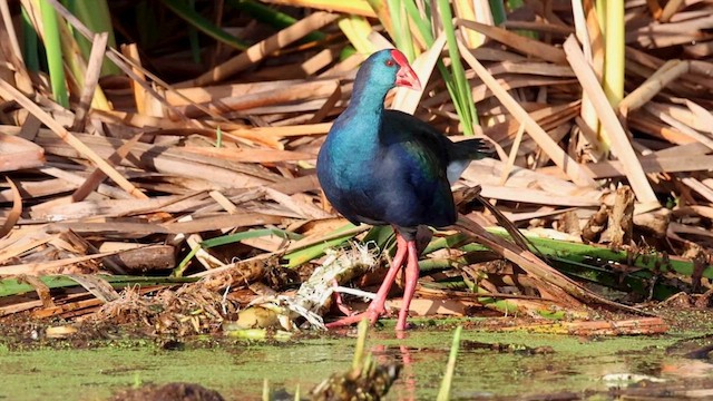 African Swamphen - ML620137102