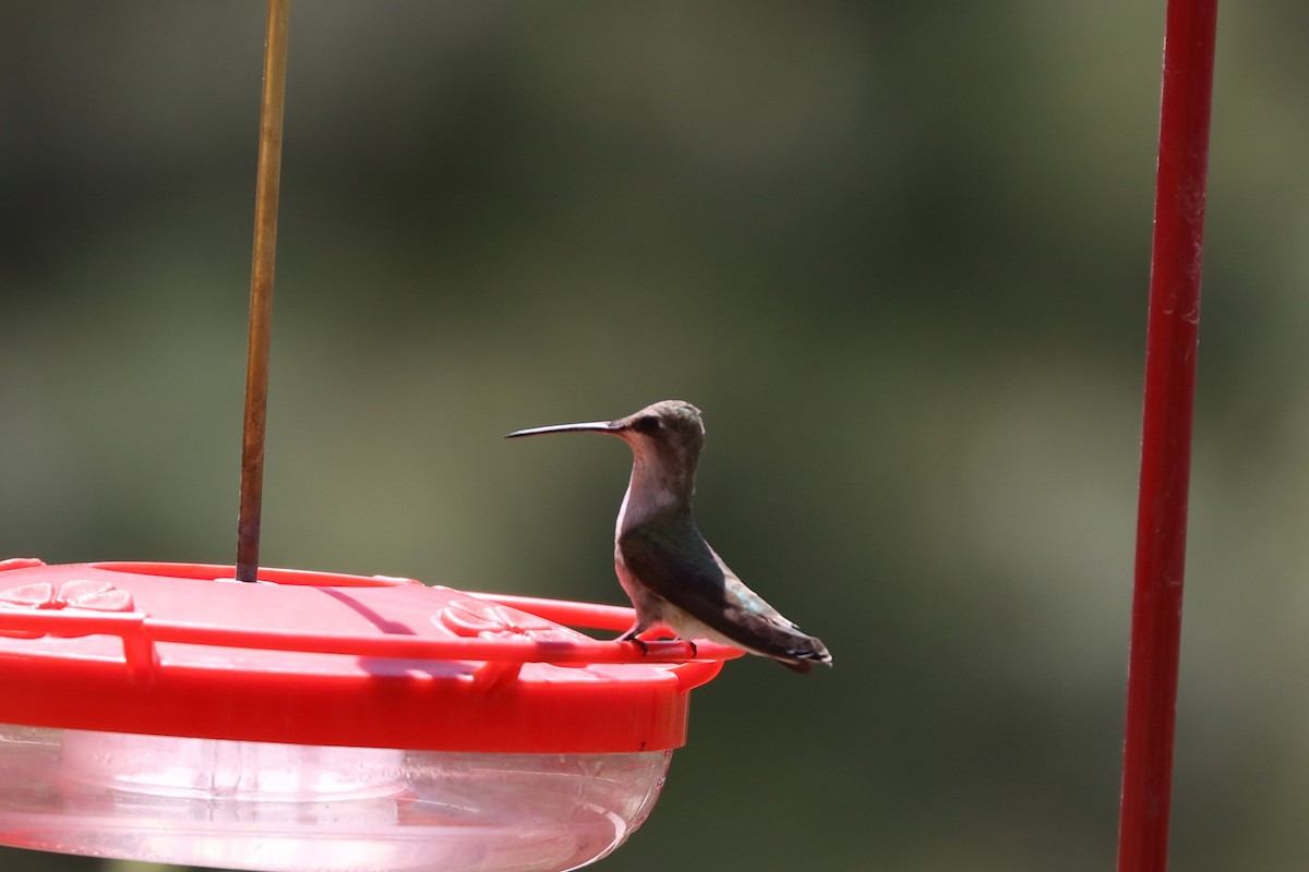 Broad-tailed Hummingbird - ML620137104