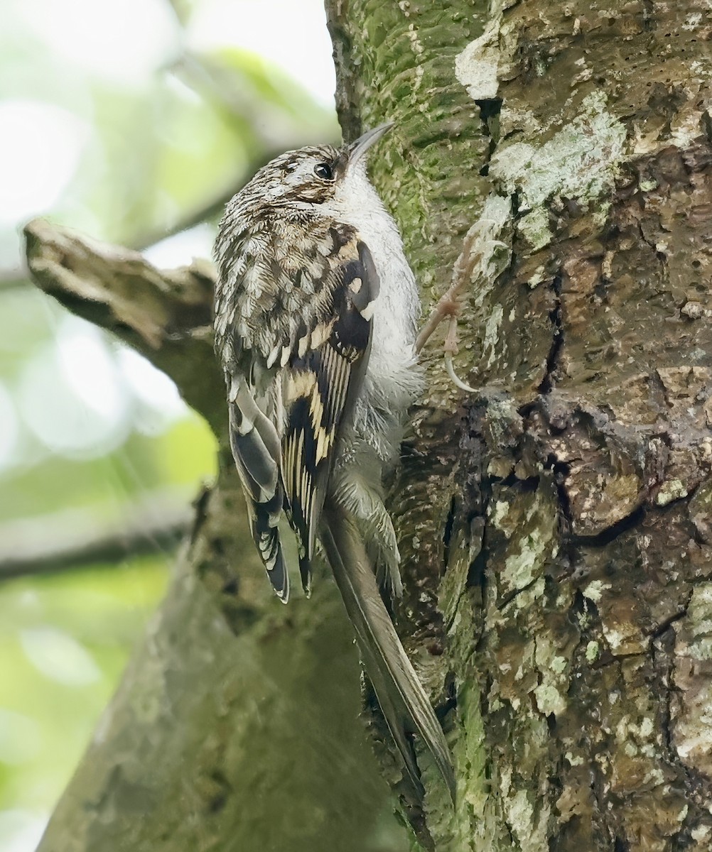 Eurasian Treecreeper - ML620137108