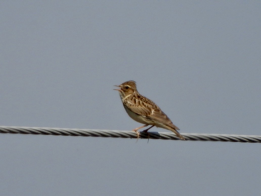 Wood Lark - ML620137110