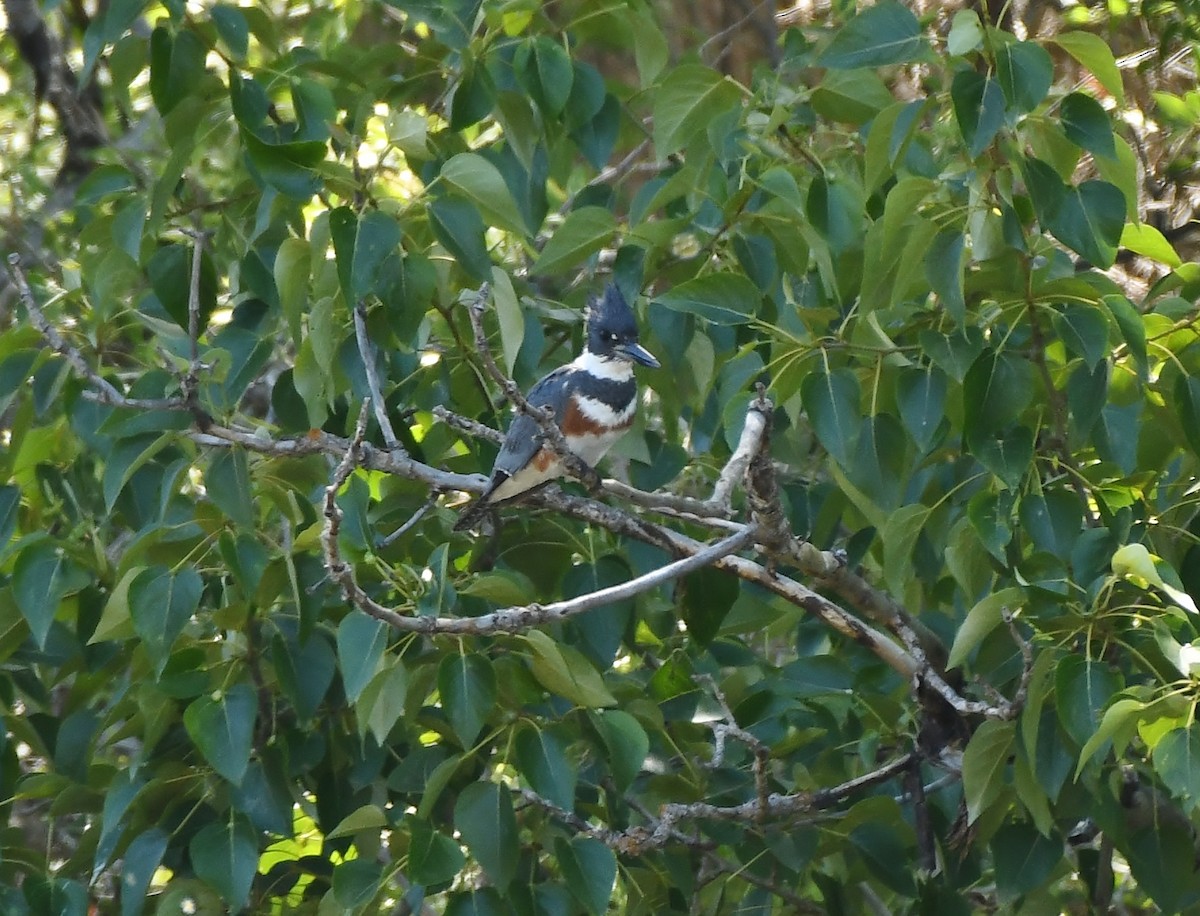 Belted Kingfisher - ML620137115