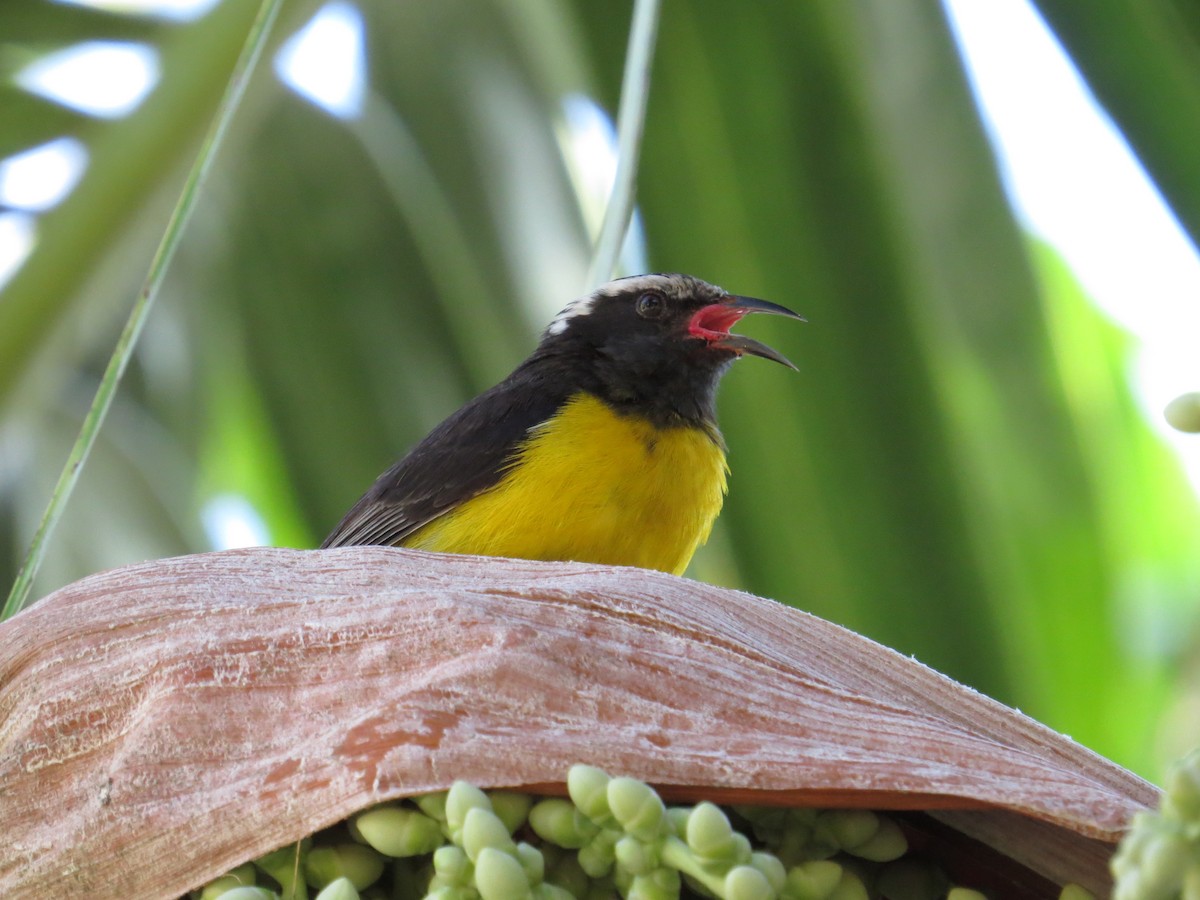 Bananaquit - ML620137127