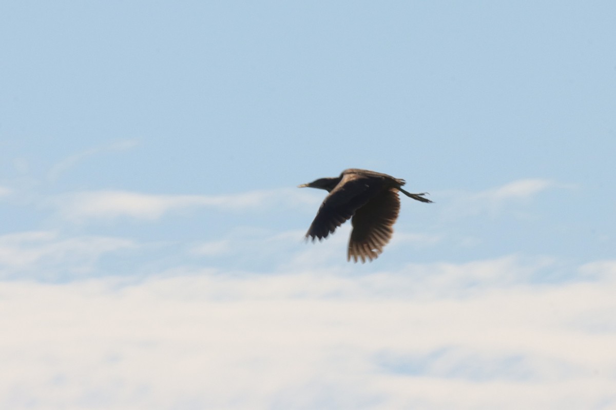 American Bittern - ML620137138