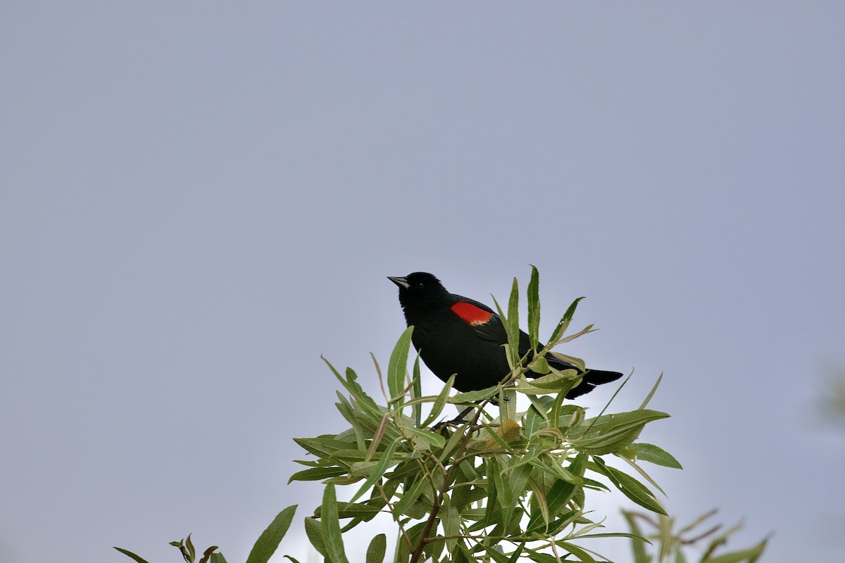 Red-winged Blackbird (California Bicolored) - ML620137140