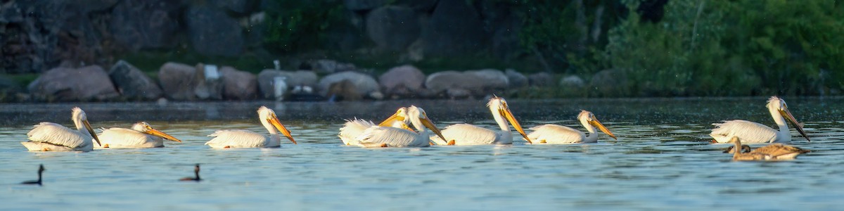 pelikán severoamerický - ML620137141