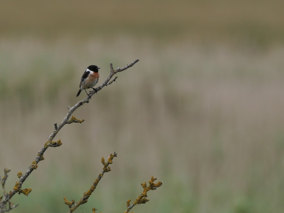 European Stonechat - ML620137153